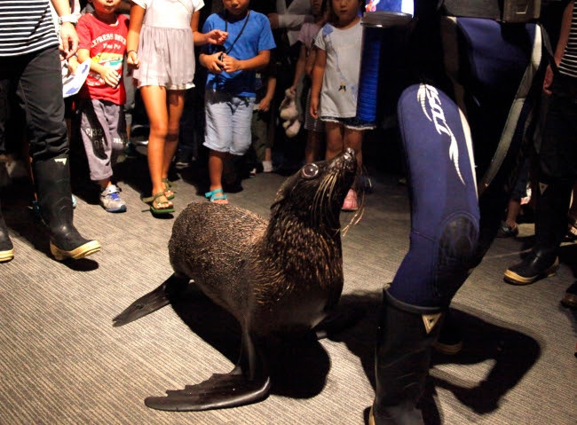 画像 戌 いぬ 年を祝うのはオットセイとチンアナゴ すみだ水族館で新年の催しが多数開催 の画像1 6 Spice エンタメ特化型情報メディア スパイス