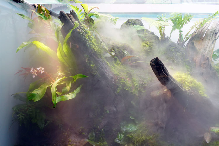 幻想的な水景に驚嘆 自然の神秘が詰まった『NATURE AQUARIUM 幻想的な水景に驚嘆 自然の神秘が詰まった『NATURE AQUARIUM