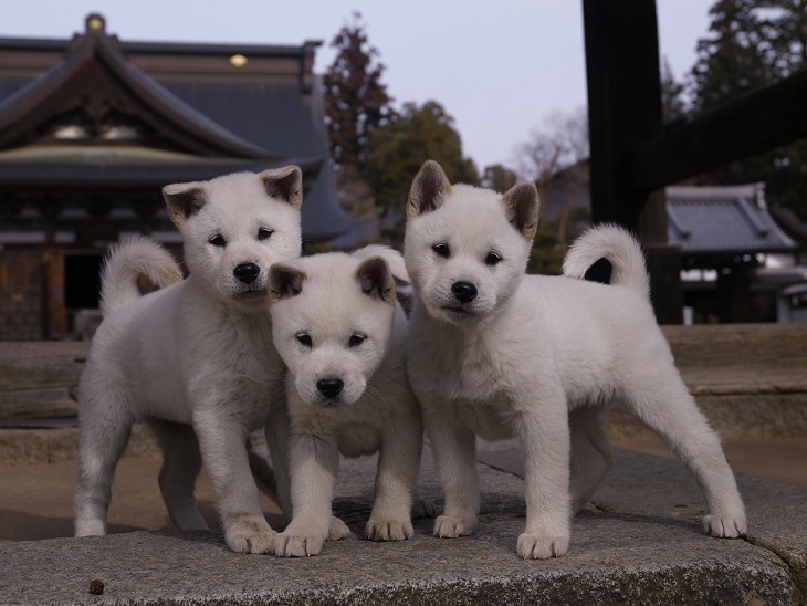 岩合光昭写真展「ねこいぬ」