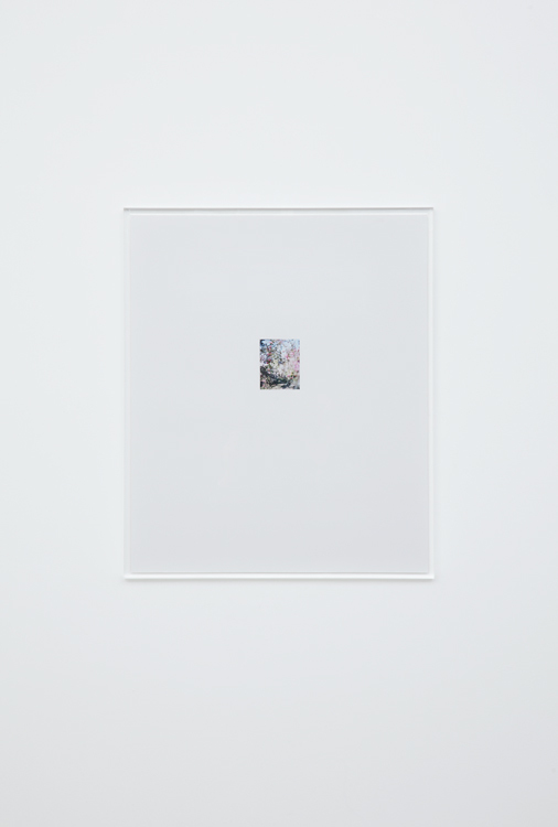 林檎の木 6 2017 c-print, frame: acrylic 63.1 × 52.8 cm ©Yoshihiko Ueda, Courtesy of Tomio Koyama Gallery