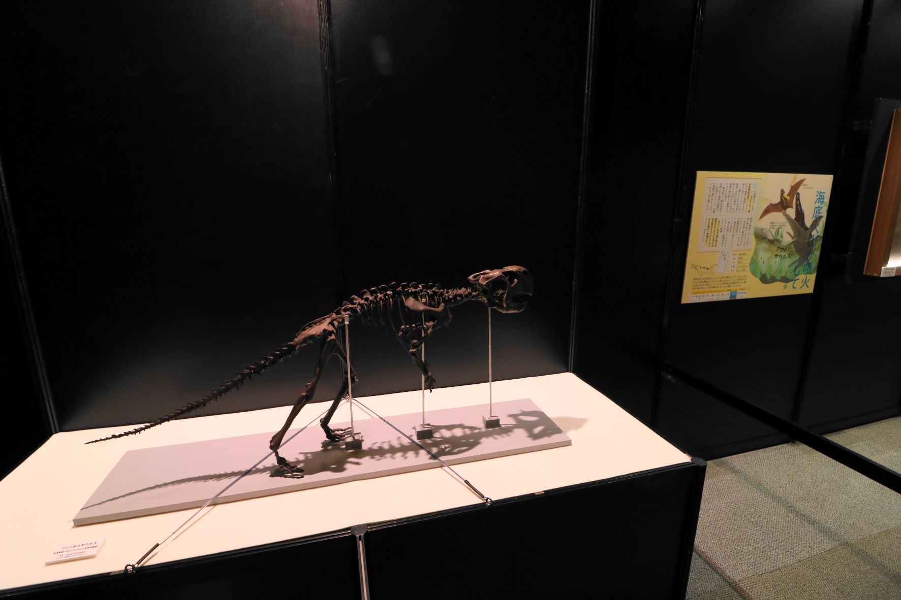 「首がむき出しで絶滅」したプシッタコサウルスの骨格標本