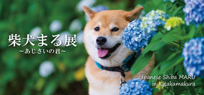 柴犬界のレジェンド「柴犬まる」　あじさいをテーマにした『柴犬まる展～あじさいの君～』北鎌倉にて開催決定
