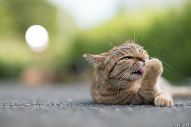 気まま な猫ばかりの写真集 気ままに猫だもん 新刊が発売に ねこ休み展 で未公開作品の披露も Spice エンタメ特化型情報メディア スパイス