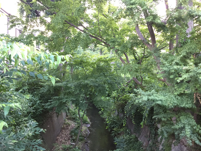 桜桃忌当日（6月19日）の玉川上水未開発地帯