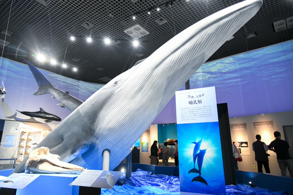 「ナガスクジラの上半身模型」（所蔵：国立科学博物館）