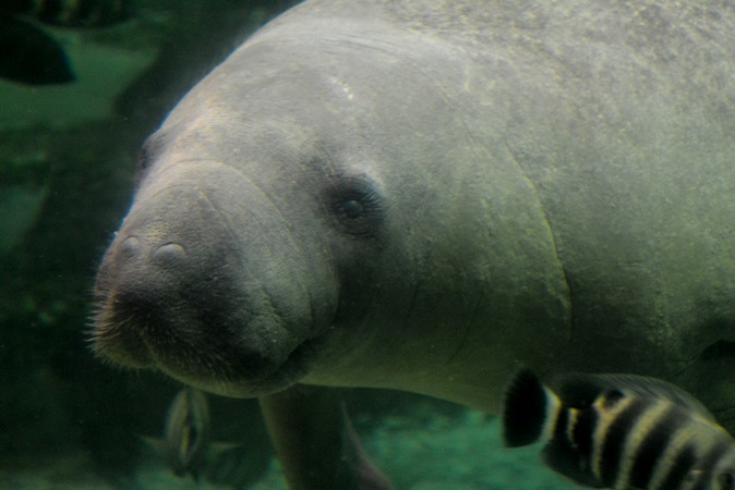 標高約300mの山上にマナティー 新屋島水族館 Vol 1 Spice エンタメ特化型情報メディア スパイス