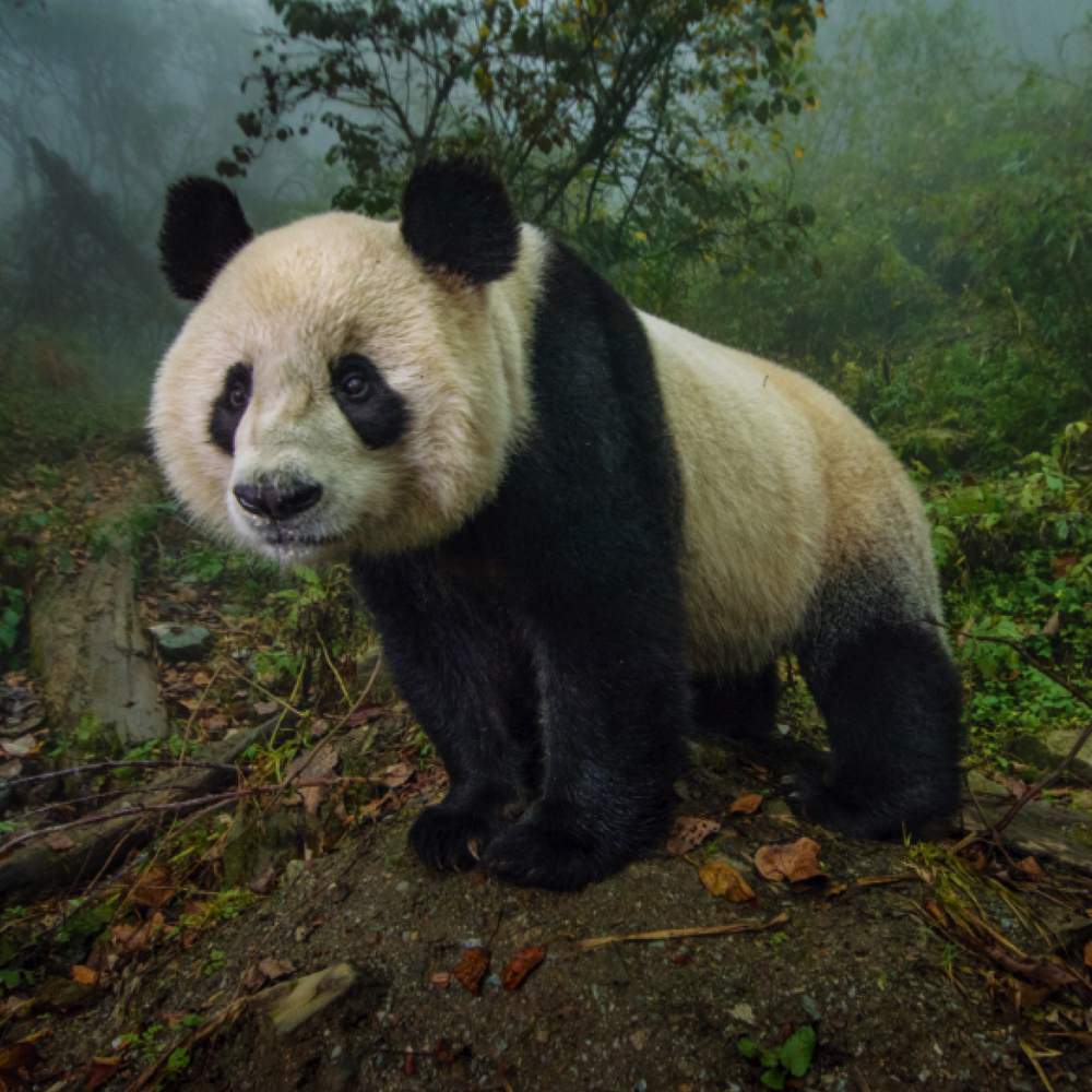 画像 かわいいだけじゃない 野生動物としてのパンダに迫る写真集 Panda Love 知られざるパンダの世界 の画像6 6 Spice エンタメ特化型情報メディア スパイス
