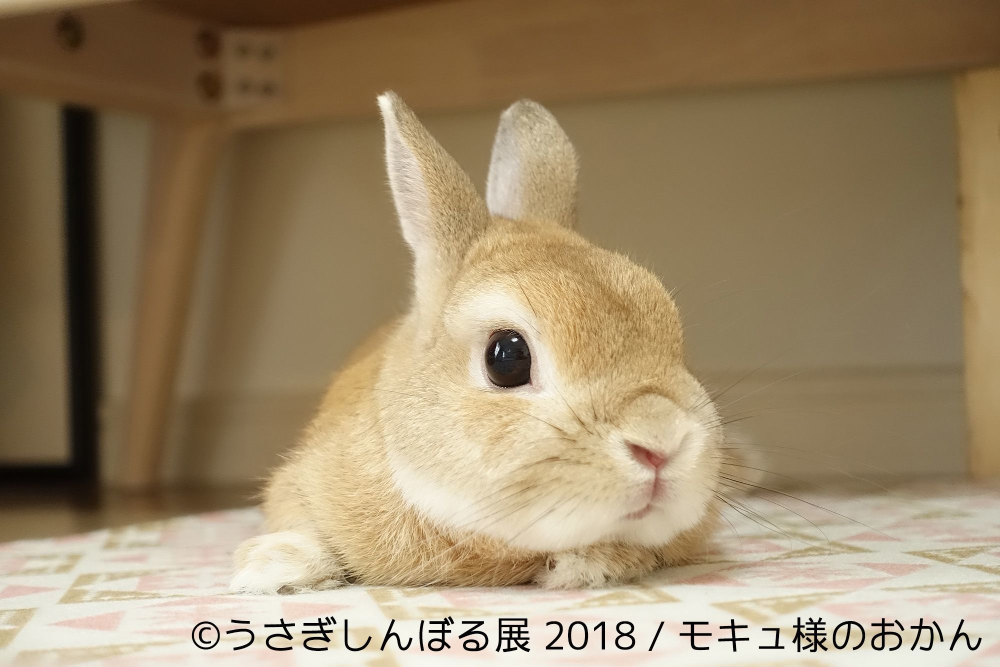 画像 うさぎの合同写真展 物販展 うさぎしんぼる展 18 が開催 トータルsnsフォロワー数100万人超えのクリエイターが集結 の画像12 19 Spice エンタメ特化型情報メディア スパイス