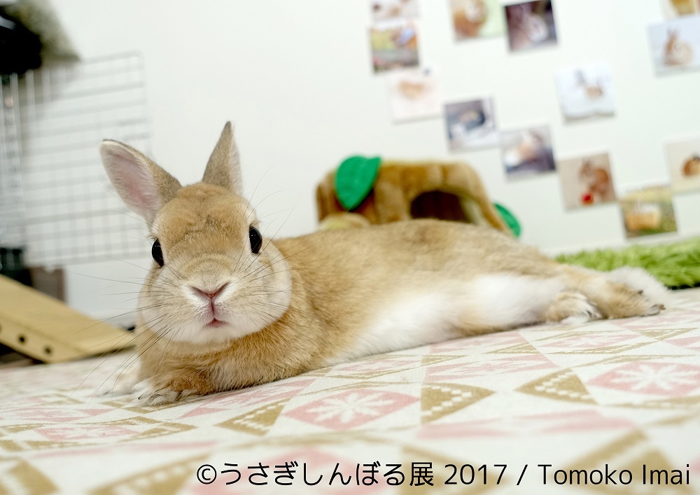 うさぎしんぼる展 17 が開催 インスタグラムで人気の モキュ様 の写真展示やオリジナルグッズも Spice エンタメ特化型情報メディア スパイス