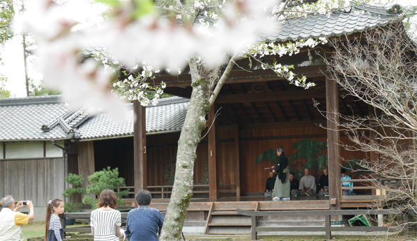 シテも舞い、桜も舞う（撮影：u1729）